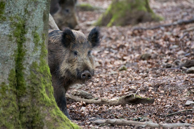 Wild boar by tree in forest