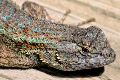 Close-up of lizard