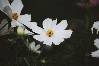Close-up of cosmos blooming outdoors