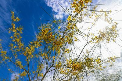 Low angle view of tree against sky