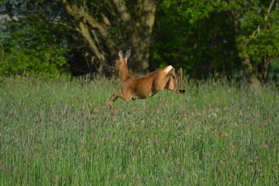 Dog running in field