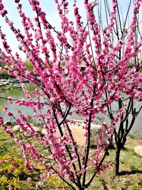 flower, freshness, pink color, growth, fragility, beauty in nature, branch, tree, blossom, nature, blooming, in bloom, petal, pink, cherry blossom, springtime, cherry tree, low angle view, plant, botany