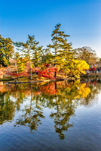 Reflection of trees in lake