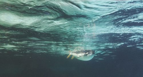 Fish swimming in sea