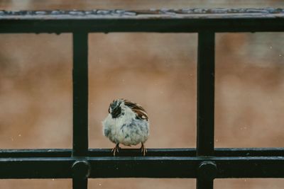 Close-up of bird perching on railing