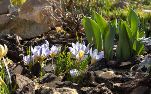 Close-up of purple crocus flowers on field