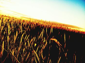 Scenic view of wheat field against sky at sunset