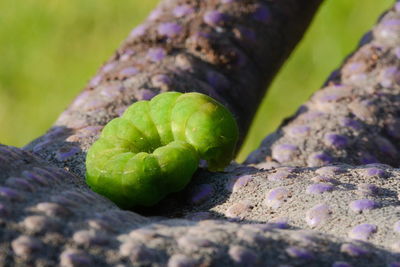 Close-up of green plant
