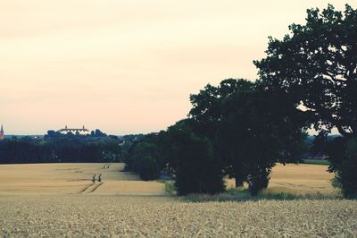 Trees on field