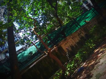 Low angle view of trees in forest