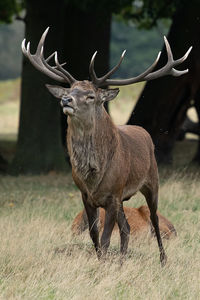 Deer standing in a field