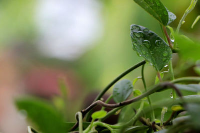 Wet green grass jelly leaves are exposed to many dew drops.