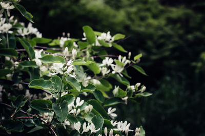 Close-up of white flowering plant