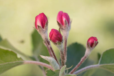Close-up of red flower