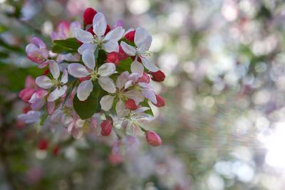 Close-up of pink cherry blossoms in spring