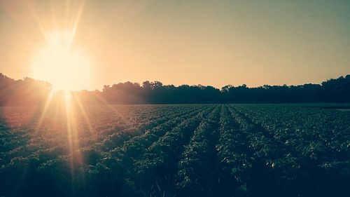 Sun shining through trees on field