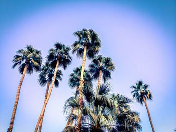 Low angle view of palm trees against clear sky