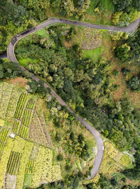 High angle view of road amidst trees