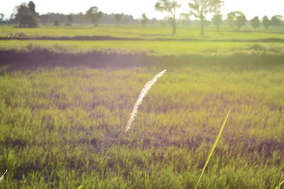 Crops growing on field