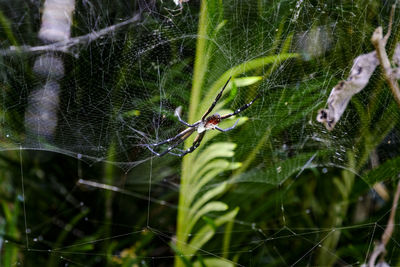 Close-up of spider on web