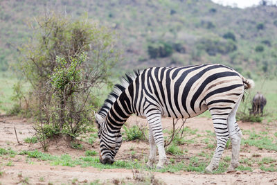 Zebra standing in a park