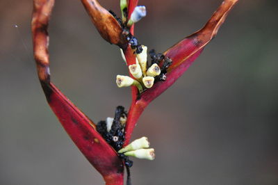 Close-up of plant