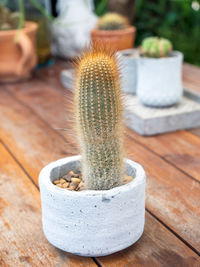 Close-up of succulent plant on table