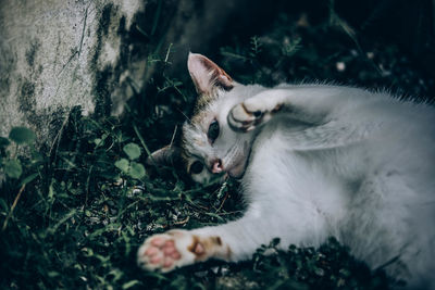 Cat relaxing on field