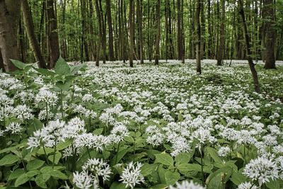 White flowering plants in forest