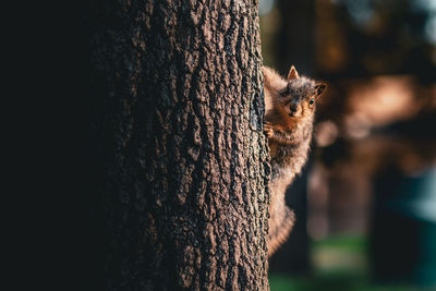 Close-up of a squirrel