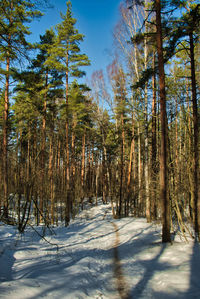 tree