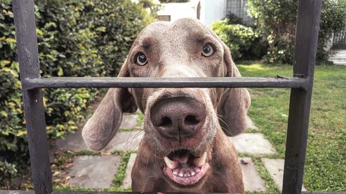 Portrait of dog seen through fence in yard
