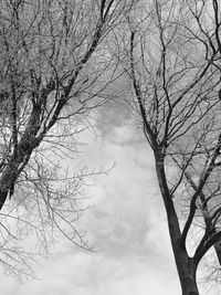 Low angle view of bare tree against sky