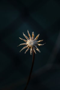 Close-up of wilted dandelion flower