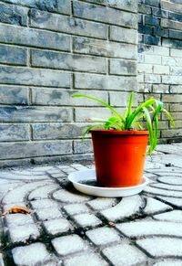 Close-up of potted plant