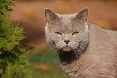 Portrait of cat 