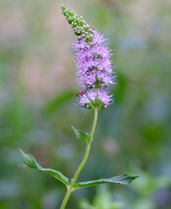 Close-up of purple flower