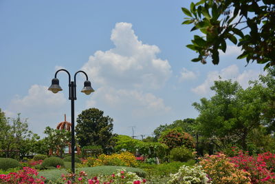 Low angle view of flowering plants by street against sky