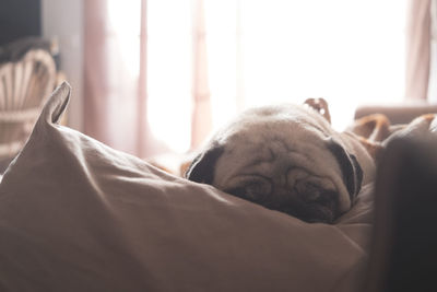 Close-up of dog sleeping on bed at home