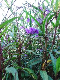 Close-up of purple flowering plants