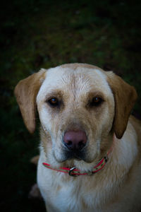 Close-up portrait of dog relaxing outdoors