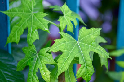 Close-up of green leaves