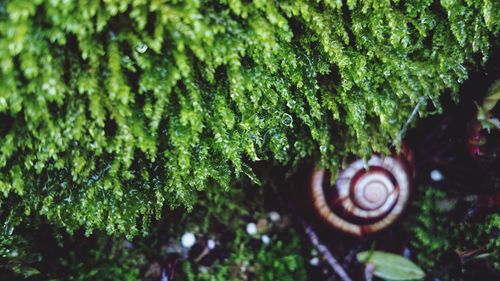 Close-up of snail on tree