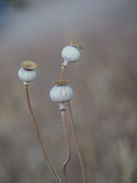 Close-up of white flowers