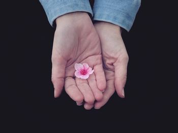 Cropped hand holding cherry blossom flower