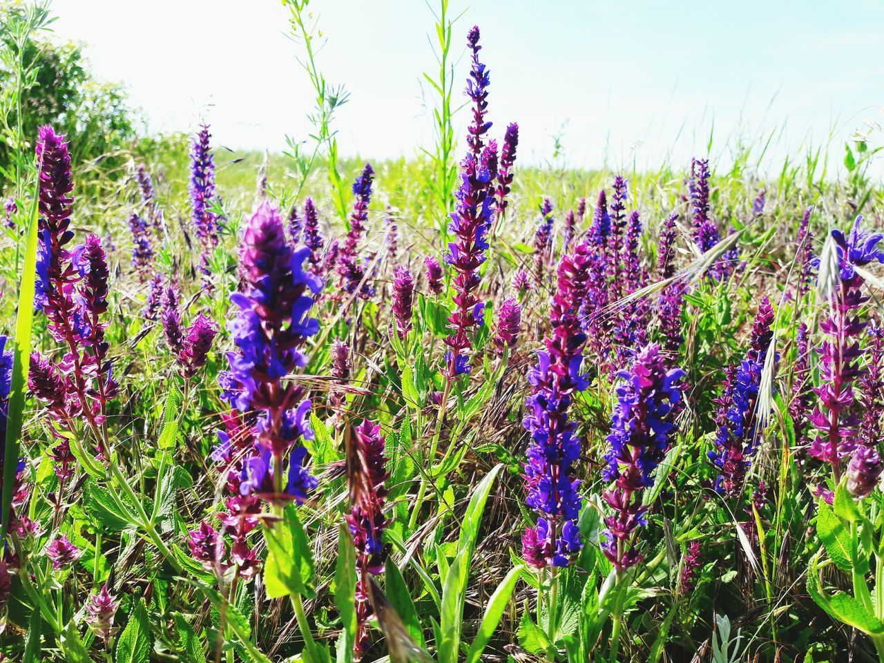 growth, flower, nature, plant, purple, beauty in nature, field, botany, fragility, day, freshness, outdoors, tranquility, no people, green color, hyacinth, grass, springtime, scenics, landscape, flowerbed, blooming, flower head, close-up, crocus