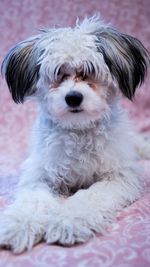 Close-up portrait of a dog