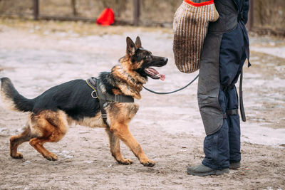 Rear view of man standing with dogs on street