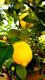 Close-up of yellow fruits on tree