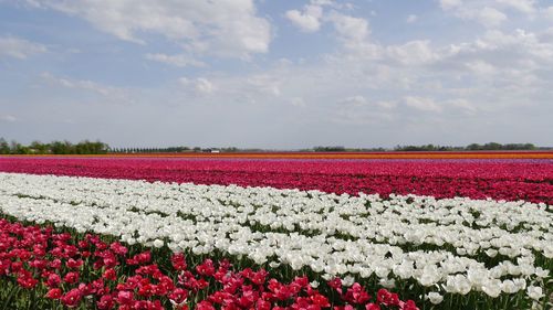 Red flowering plants on field against sky